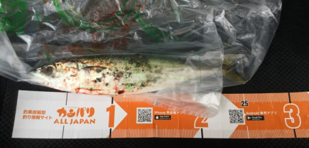 ワインドに鯖がHIT